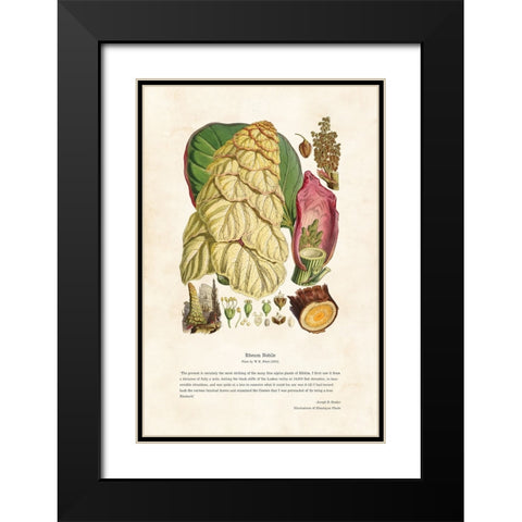 Himalayan Plants - Rheum nobile Black Modern Wood Framed Art Print with Double Matting by CAG