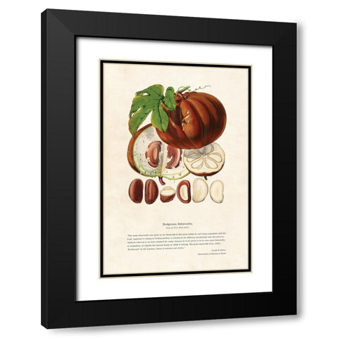 Himalayan Plants - Hodgsonia heteroclita Fruit Black Modern Wood Framed Art Print with Double Matting by CAG