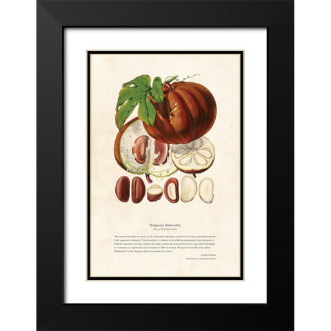 Himalayan Plants - Hodgsonia heteroclita Fruit Black Modern Wood Framed Art Print with Double Matting by CAG