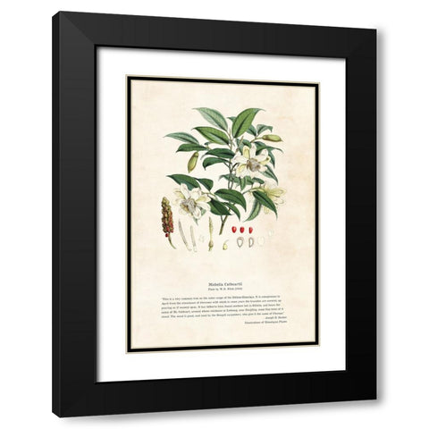 Himalayan Plants - Michella cathcartii Black Modern Wood Framed Art Print with Double Matting by CAG