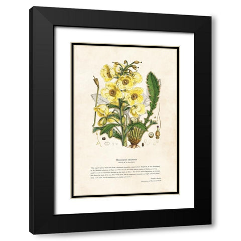 Himalayan Plants - Meconopsis nipalensis Black Modern Wood Framed Art Print with Double Matting by CAG