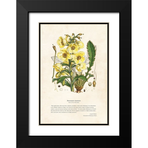 Himalayan Plants - Meconopsis nipalensis Black Modern Wood Framed Art Print with Double Matting by CAG