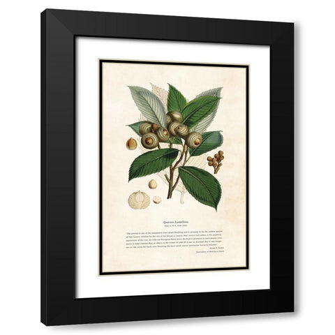 Himalayan Plants - Quercus lamellosa Black Modern Wood Framed Art Print with Double Matting by CAG