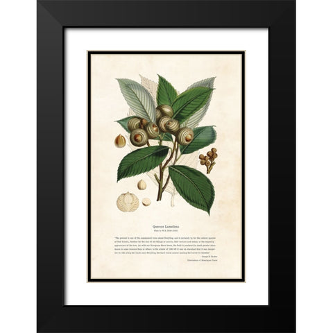 Himalayan Plants - Quercus lamellosa Black Modern Wood Framed Art Print with Double Matting by CAG
