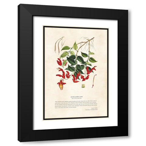 Himalayan Plants - Aeschynanthes peelii Black Modern Wood Framed Art Print with Double Matting by CAG