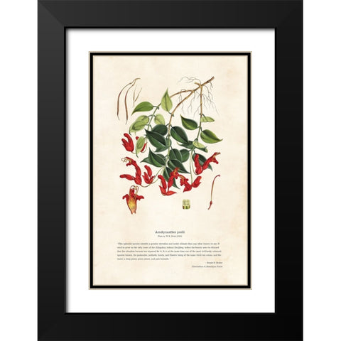 Himalayan Plants - Aeschynanthes peelii Black Modern Wood Framed Art Print with Double Matting by CAG