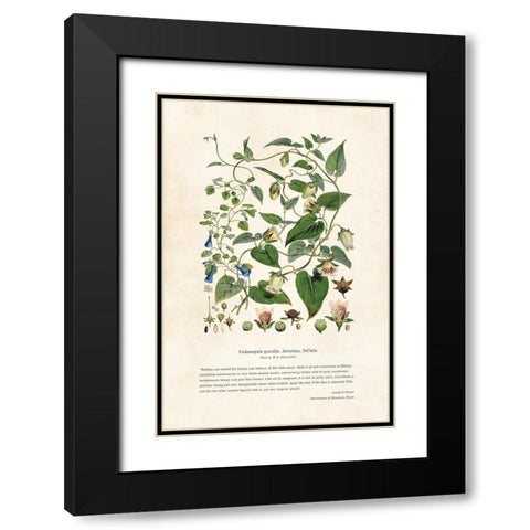Himalayan Plants - Codonopsis gracilis, Javanica, Inflata Black Modern Wood Framed Art Print with Double Matting by CAG
