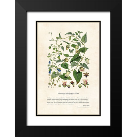 Himalayan Plants - Codonopsis gracilis, Javanica, Inflata Black Modern Wood Framed Art Print with Double Matting by CAG