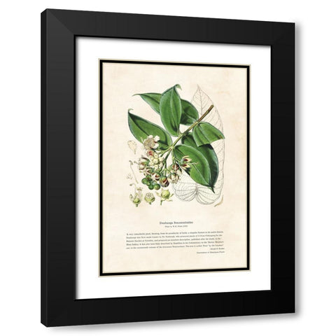 Himalayan Plants - Duabanga sonneratioides Black Modern Wood Framed Art Print with Double Matting by CAG