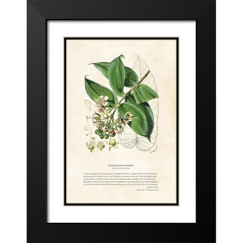 Himalayan Plants - Duabanga sonneratioides Black Modern Wood Framed Art Print with Double Matting by CAG