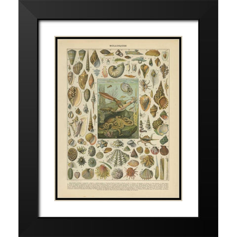 Mollusques Black Modern Wood Framed Art Print with Double Matting by Babbitt, Gwendolyn