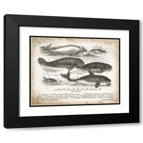 Antique Whales I Black Modern Wood Framed Art Print with Double Matting by Babbitt, Gwendolyn