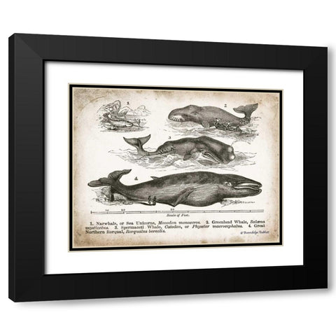 Antique Whales II Black Modern Wood Framed Art Print with Double Matting by Babbitt, Gwendolyn