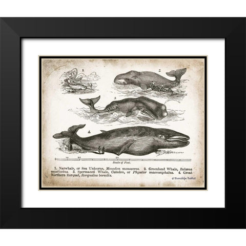 Antique Whales II Black Modern Wood Framed Art Print with Double Matting by Babbitt, Gwendolyn