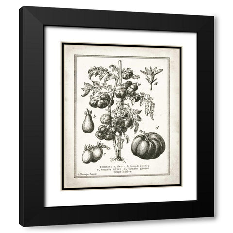French Tomatoes Black Modern Wood Framed Art Print with Double Matting by Babbitt, Gwendolyn