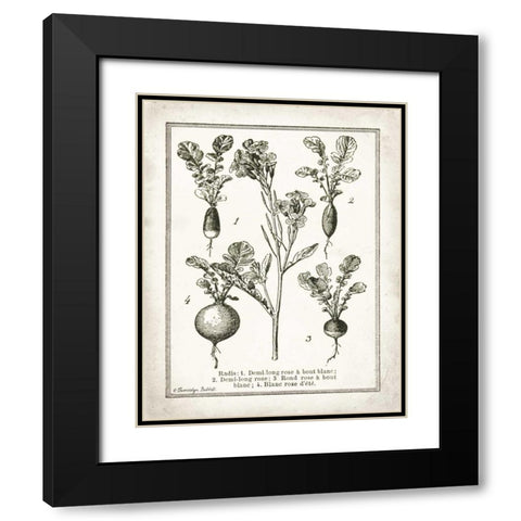 French Radishes Black Modern Wood Framed Art Print with Double Matting by Babbitt, Gwendolyn