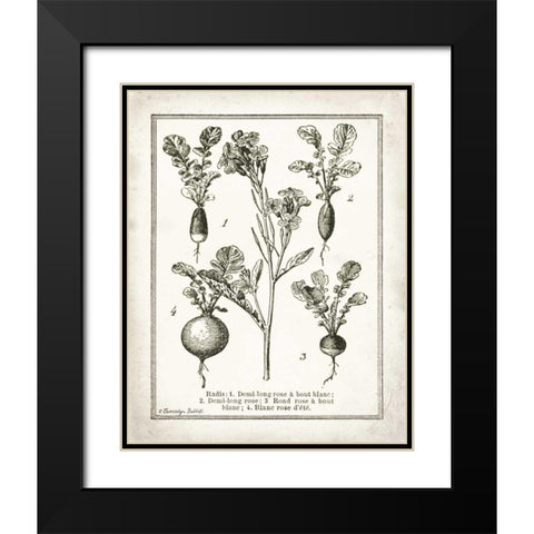 French Radishes Black Modern Wood Framed Art Print with Double Matting by Babbitt, Gwendolyn