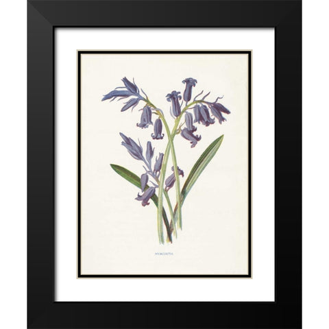 Hyacinth Black Modern Wood Framed Art Print with Double Matting by Babbitt, Gwendolyn