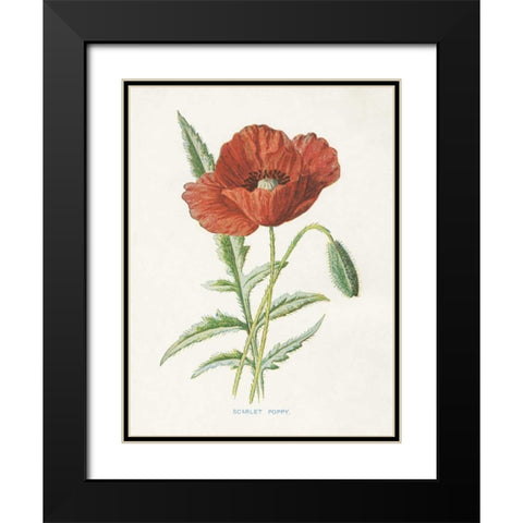 Scarlet Poppy Black Modern Wood Framed Art Print with Double Matting by Babbitt, Gwendolyn