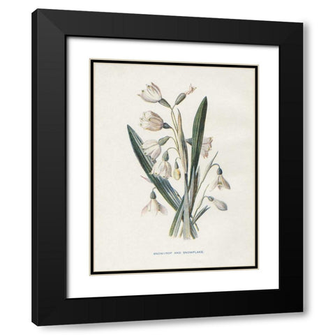 Snowdrop and Snowflake Black Modern Wood Framed Art Print with Double Matting by Babbitt, Gwendolyn