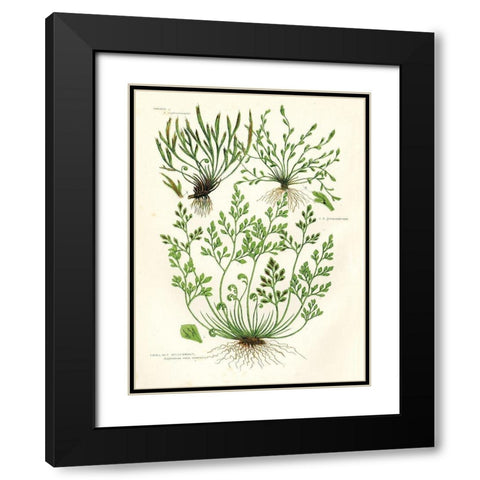 Fern III Black Modern Wood Framed Art Print with Double Matting by Babbitt, Gwendolyn