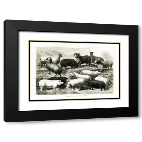 1800s Sheep and Pig Chart Black Modern Wood Framed Art Print with Double Matting by Babbitt, Gwendolyn