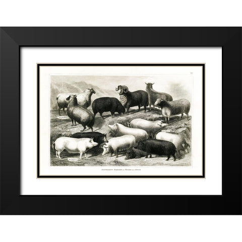 1800s Sheep and Pig Chart Black Modern Wood Framed Art Print with Double Matting by Babbitt, Gwendolyn