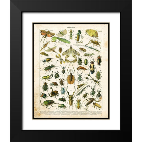 Bug Chart I Black Modern Wood Framed Art Print with Double Matting by Babbitt, Gwendolyn