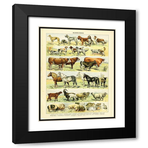 Animal Chart II Black Modern Wood Framed Art Print with Double Matting by Babbitt, Gwendolyn