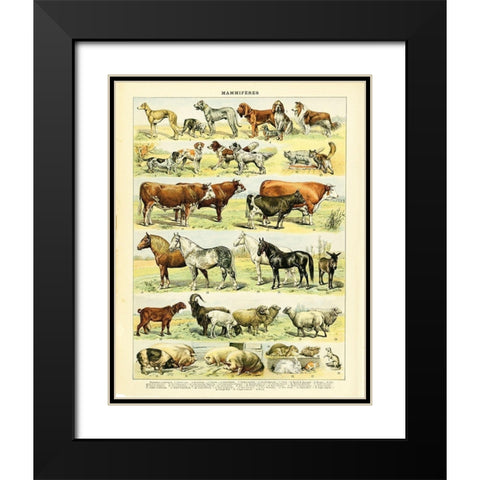 Animal Chart II Black Modern Wood Framed Art Print with Double Matting by Babbitt, Gwendolyn