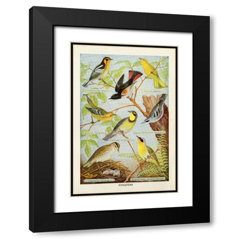 Bird Chart III Black Modern Wood Framed Art Print with Double Matting by Babbitt, Gwendolyn