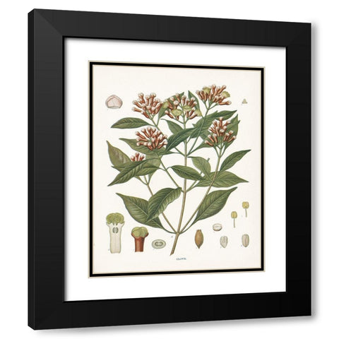 Clove Botanical Black Modern Wood Framed Art Print with Double Matting by Babbitt, Gwendolyn