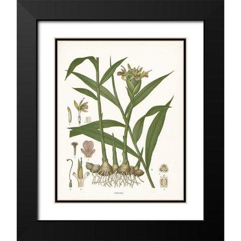 Ginger Botanical Black Modern Wood Framed Art Print with Double Matting by Babbitt, Gwendolyn