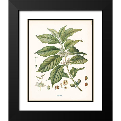 Coffee Botanical Black Modern Wood Framed Art Print with Double Matting by Babbitt, Gwendolyn