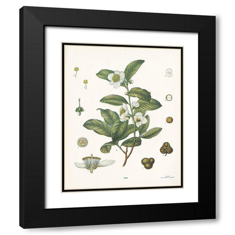 Tea Botanical Black Modern Wood Framed Art Print with Double Matting by Babbitt, Gwendolyn