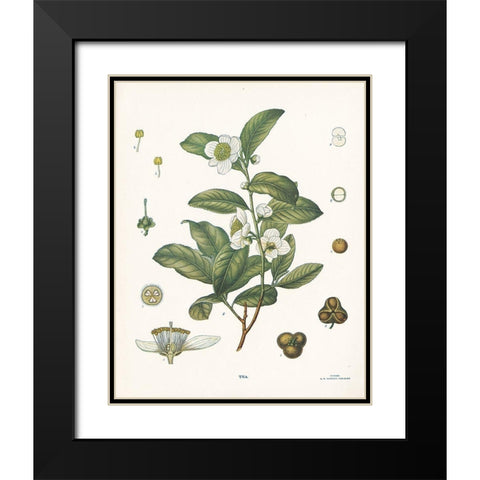 Tea Botanical Black Modern Wood Framed Art Print with Double Matting by Babbitt, Gwendolyn