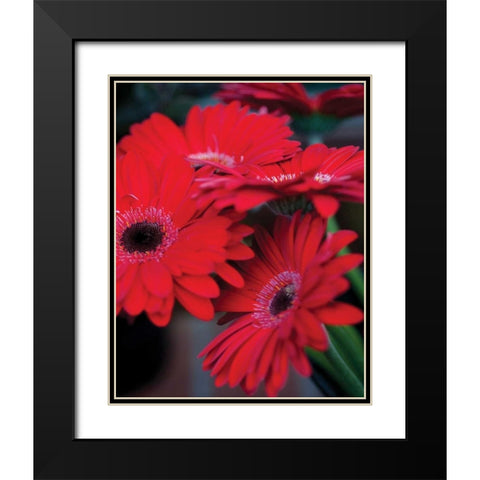 Red Gerbera Daisies I Black Modern Wood Framed Art Print with Double Matting by Berzel, Erin