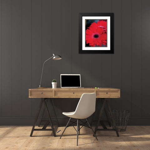 Red Gerbera Daisies II Black Modern Wood Framed Art Print with Double Matting by Berzel, Erin