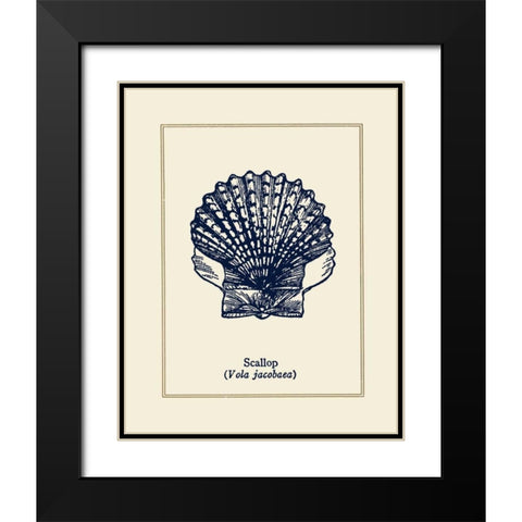 Scallop Shell Black Modern Wood Framed Art Print with Double Matting by Gorham, Gregory