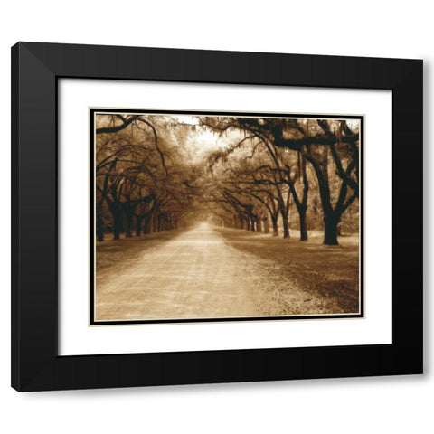 Savannah Oaks II Black Modern Wood Framed Art Print with Double Matting by Hausenflock, Alan