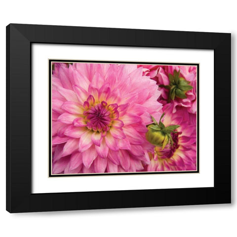 Pink Dahlia Black Modern Wood Framed Art Print with Double Matting by Love, Maureen