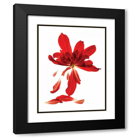 Begonia Array Black Modern Wood Framed Art Print with Double Matting by McLemore, Julia