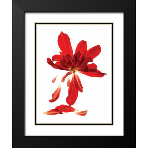 Begonia Array Black Modern Wood Framed Art Print with Double Matting by McLemore, Julia