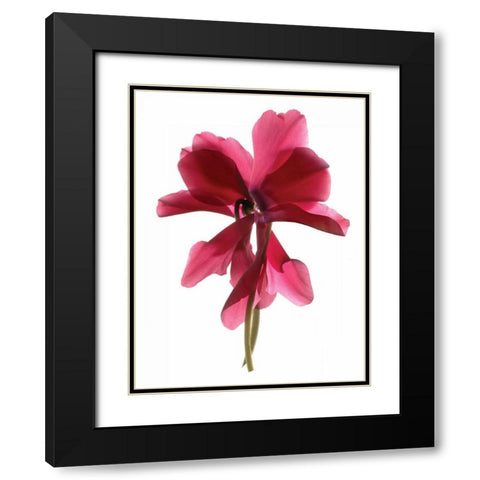 Cyclamen Dance Black Modern Wood Framed Art Print with Double Matting by McLemore, Julia