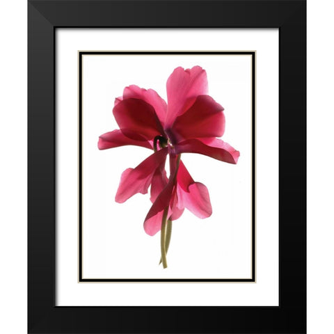 Cyclamen Dance Black Modern Wood Framed Art Print with Double Matting by McLemore, Julia