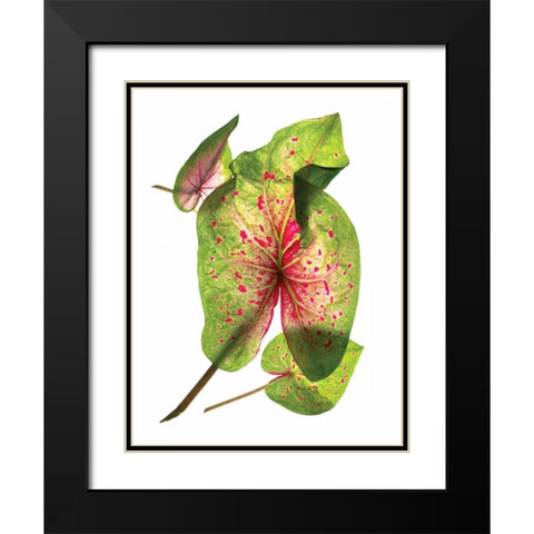 Calladium Float Black Modern Wood Framed Art Print with Double Matting by McLemore, Julia
