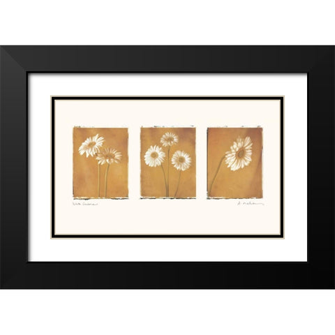 White Gerbers Black Modern Wood Framed Art Print with Double Matting by Melious, Amy