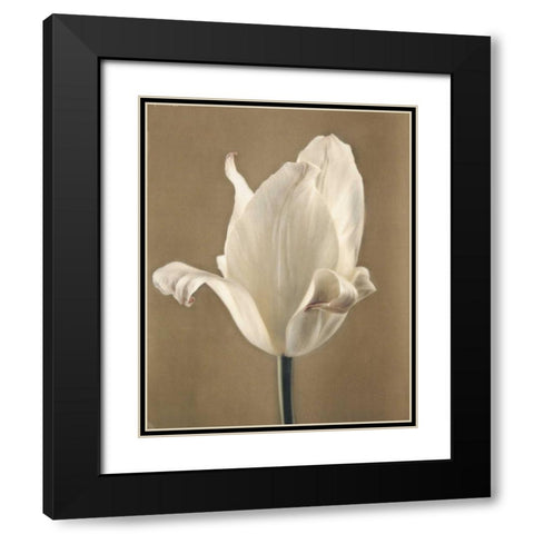 Lumiere Tulip II Black Modern Wood Framed Art Print with Double Matting by Melious, Amy
