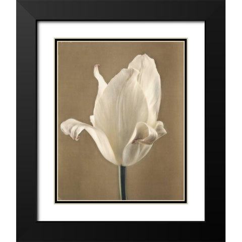 Lumiere Tulip II Black Modern Wood Framed Art Print with Double Matting by Melious, Amy