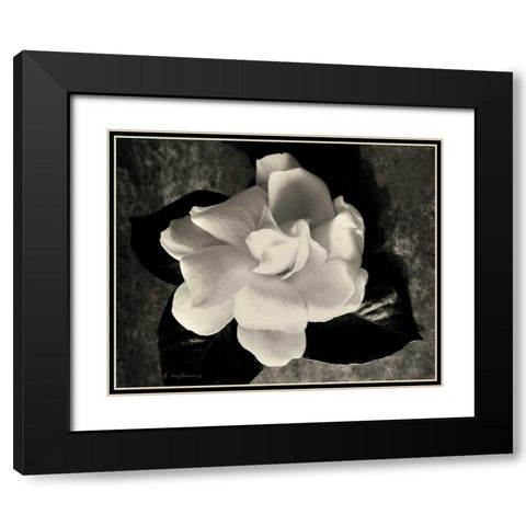 Gardenia Bloom Black Modern Wood Framed Art Print with Double Matting by Melious, Amy